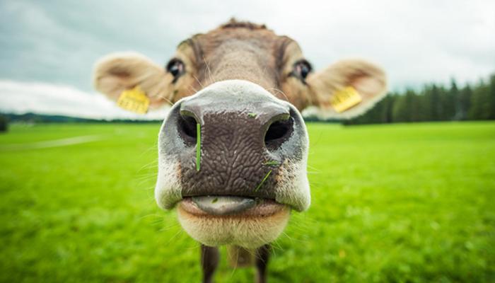 Por que a fermentação ruminal de vacas pode ser um perigo de explosão?